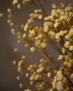 26" Gypsophillia Spray. S3073