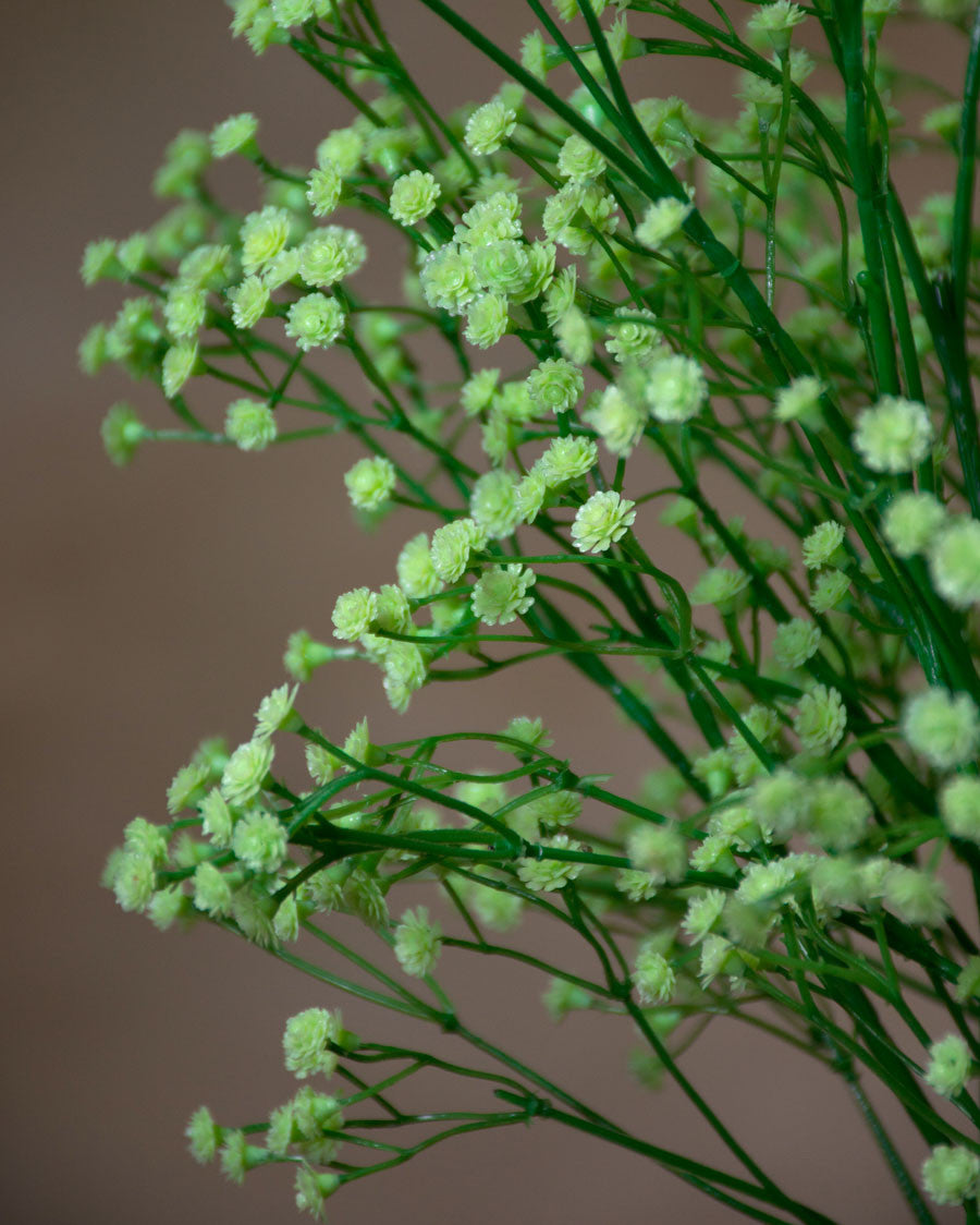 26" Gypsophillia Spray. S3073