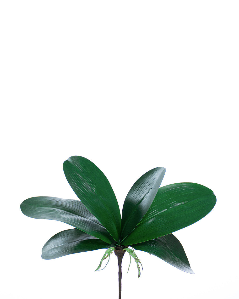11" Artificial Phalaenopsis Orchid Foliage with Roots S3074-GR