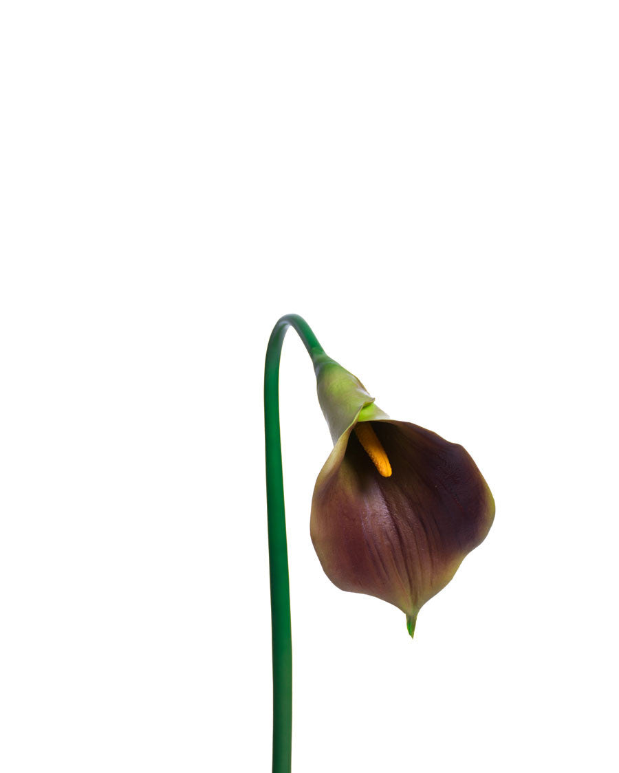 28" Large Silk Calla Lily Flower Stem S3080