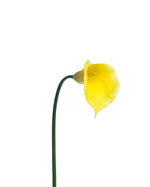 28" Large Silk Calla Lily Flower Stem S3080