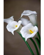 27" Medium Silk Calla Lily Flower Stem S3081
