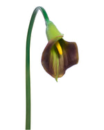 27" Medium Silk Calla Lily Flower Stem S3081