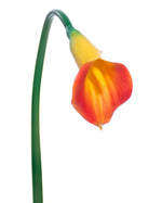 27" Medium Silk Calla Lily Flower Stem S3081