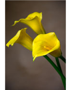 27" Medium Silk Calla Lily Flower Stem S3081