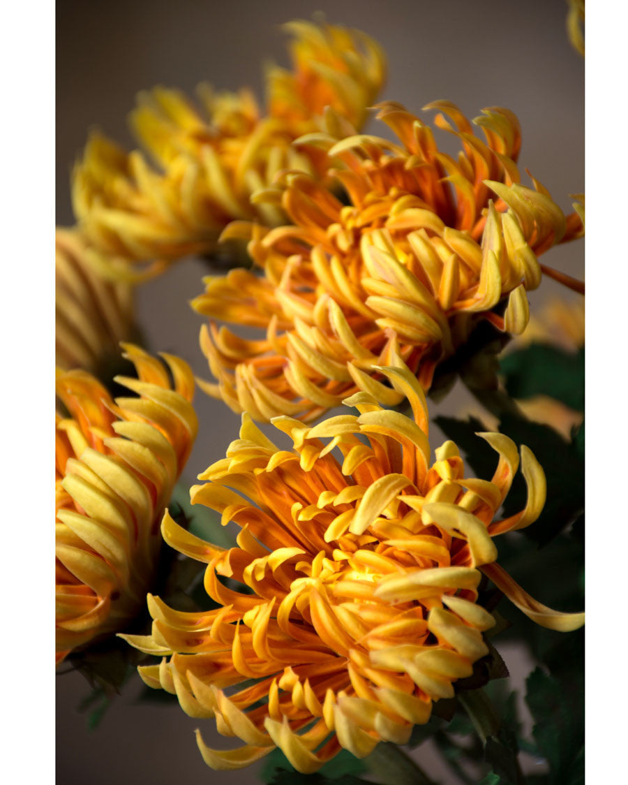 23.5" Faux Fuji Mum Silk Flower Stem S4061
