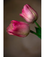 27" Silk Tulip Flower Stem S4078