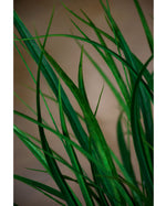 42" Artificial Himalayas Grass Foliage Stem S4159-TTGR
