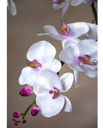 35" Artificial Phalaenopsis Orchid Stem S4167