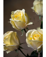 30" Rose Bud Silk Flower Stem S4221