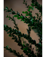 36" Wild Thyme Artificial Foliage Stem Spray S4518-GR