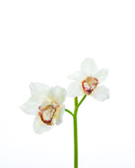 11" Artificial Cymbidium Orchid Flower Stem S4566