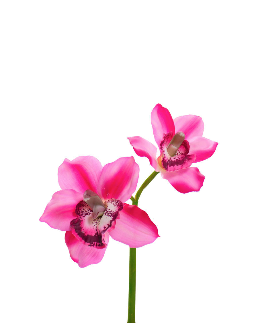 11" Artificial Cymbidium Orchid Flower Stem S4566