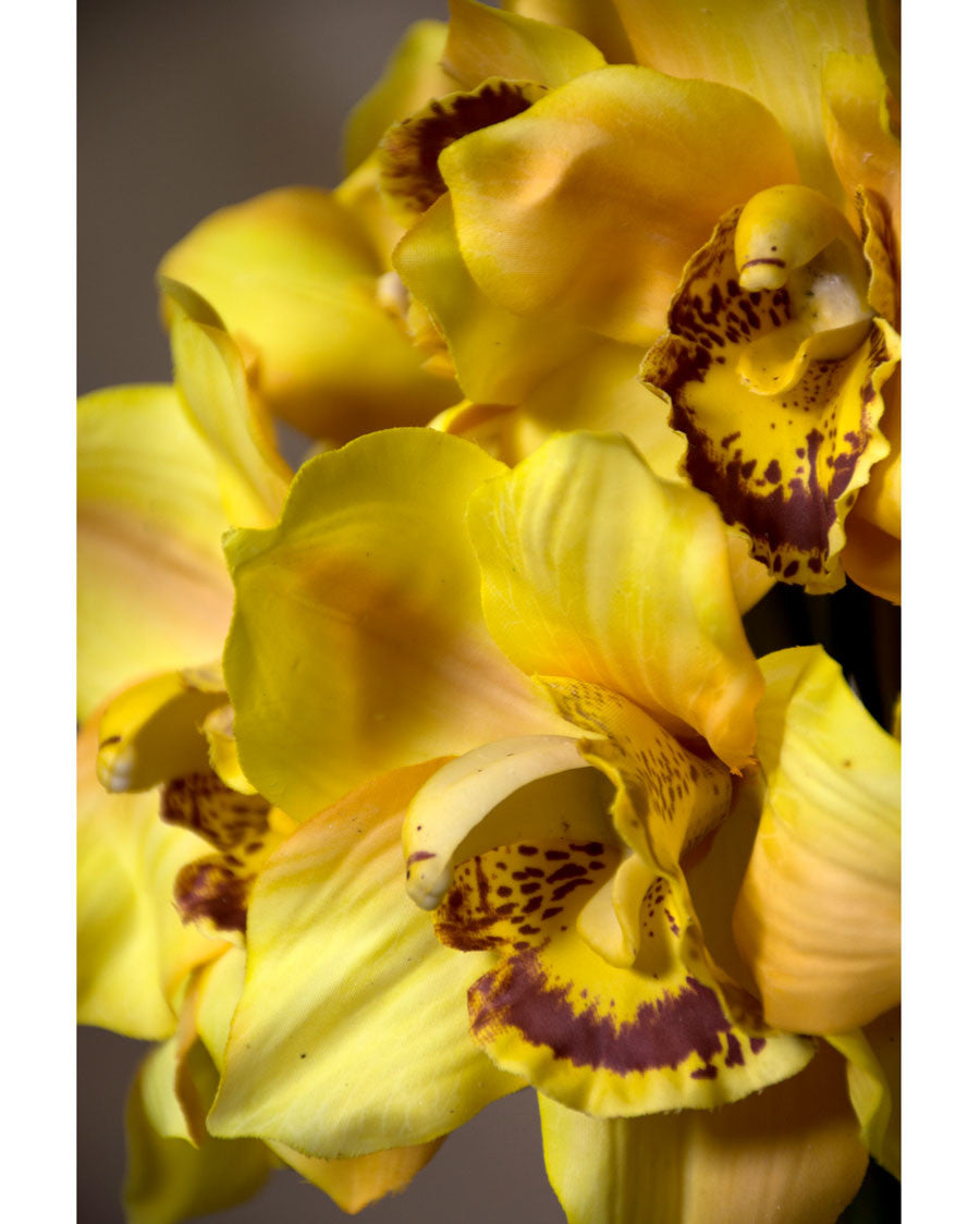 11" Artificial Cymbidium Orchid Flower Stem S4566