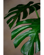 30.5" Large Monstera Leaf Artificial Foliage Stem S4567-GR