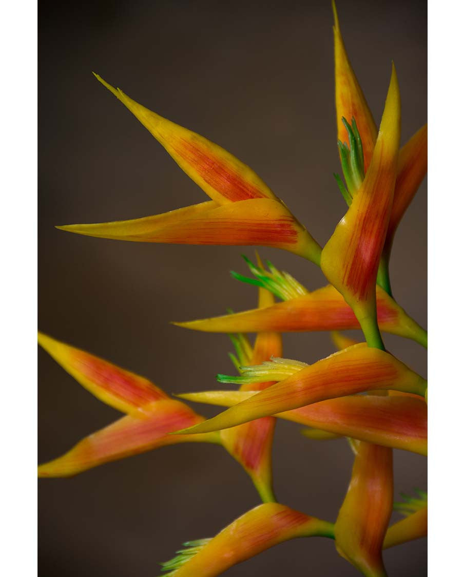 29" Faux Heliconia Flower Stem S4580
