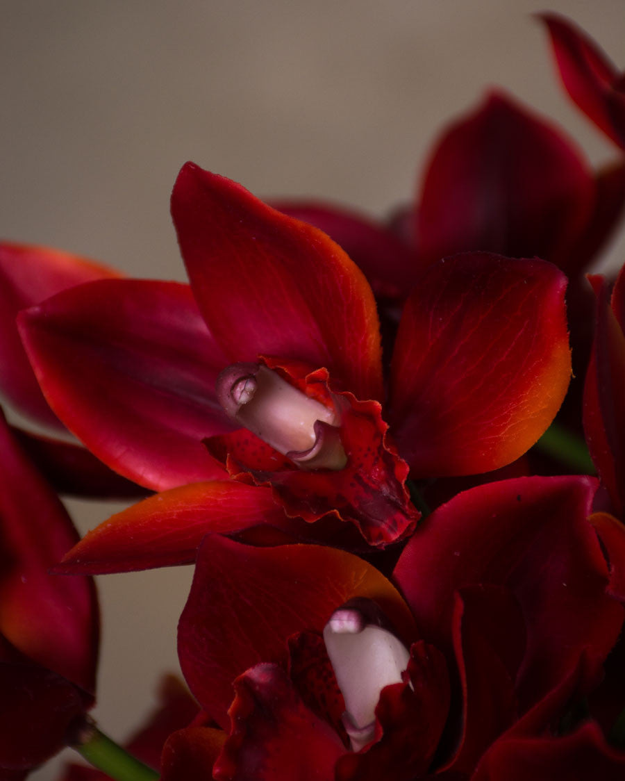 15" Cymbidium Orchid Faux Flower Stem S4638