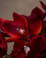 15" Cymbidium Orchid Faux Flower Stem S4638