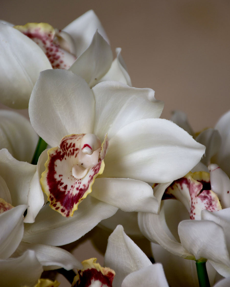 15" Cymbidium Orchid Faux Flower Stem S4638
