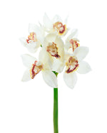 15" Cymbidium Orchid Faux Flower Stem S4638