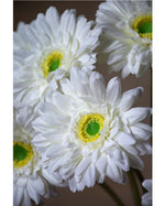 18.5" Silk Gerbera Daisy Flower Stem S4665