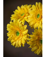 18.5" Silk Gerbera Daisy Flower Stem S4665