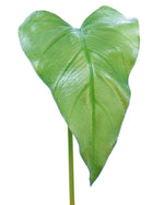 18" Faux Anthurium Leaf Foliage Stem S4680-GR