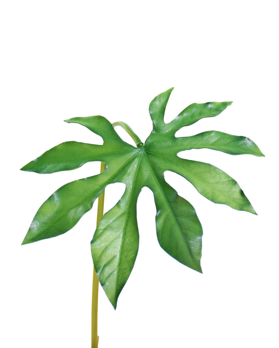 20" Faux Monstera Leaf Foliage Stem S4681-GR