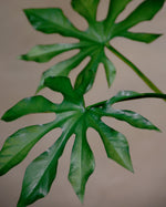 20" Faux Monstera Leaf Foliage Stem S4681-GR
