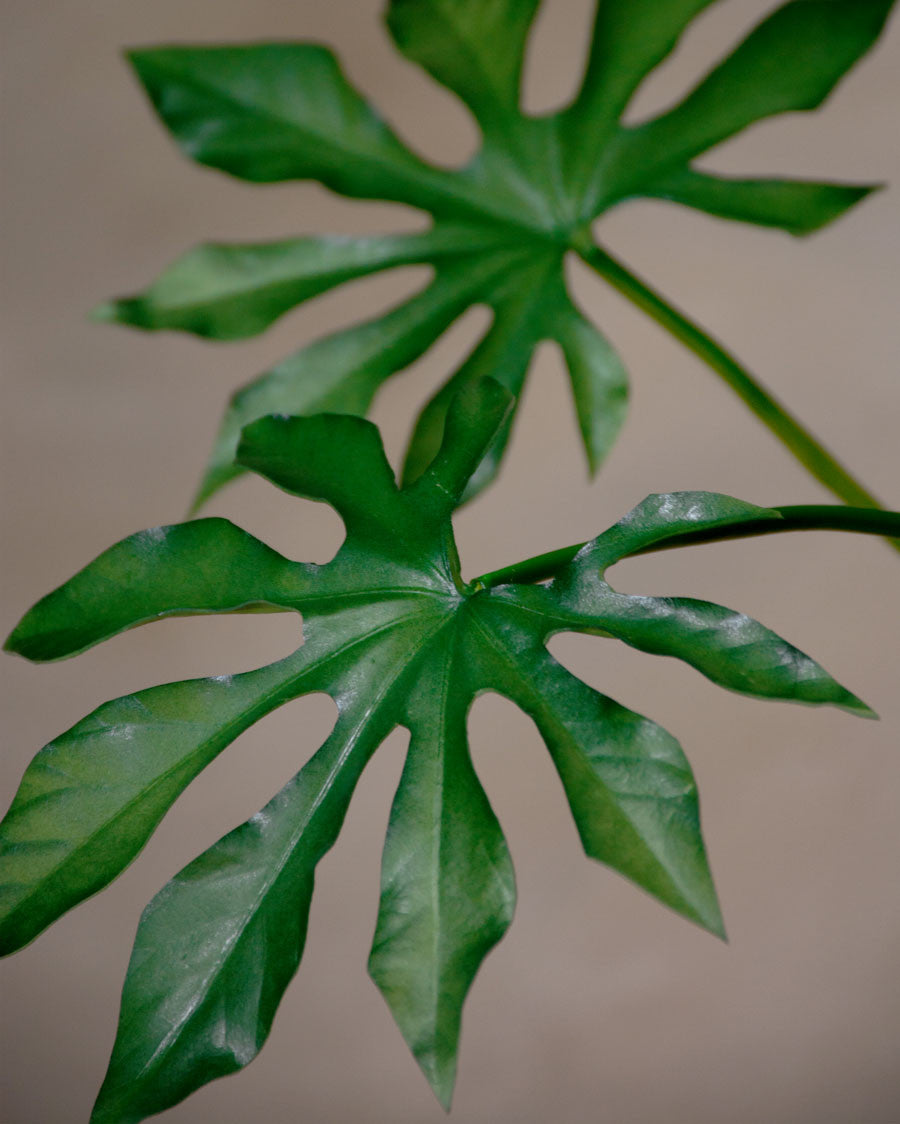 20" Faux Monstera Leaf Foliage Stem S4681-GR