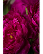 24" Peony Silk Flower Stem S4688