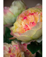 24" Peony Silk Flower Stem S4688