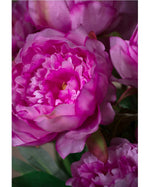 24" Peony Silk Flower Stem S4688