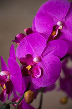 35" Floppy Phalaenopsis Faux Orchid Stem S4700