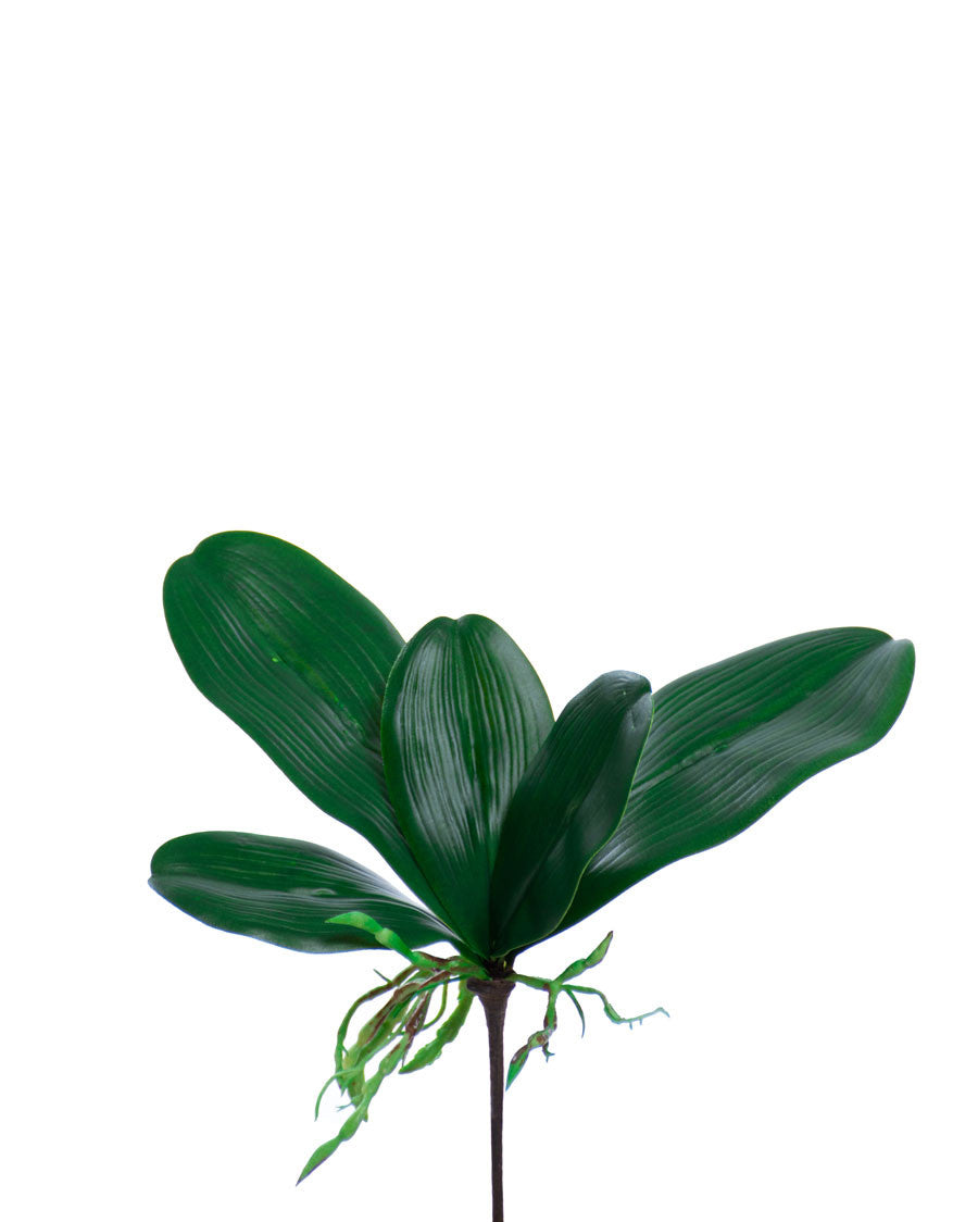 9" Artificial Phalaenopsis Orchid Foliage with Roots S4704-GR