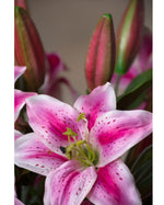 25" Tiger Lily Silk Flower Stem Spray S4762