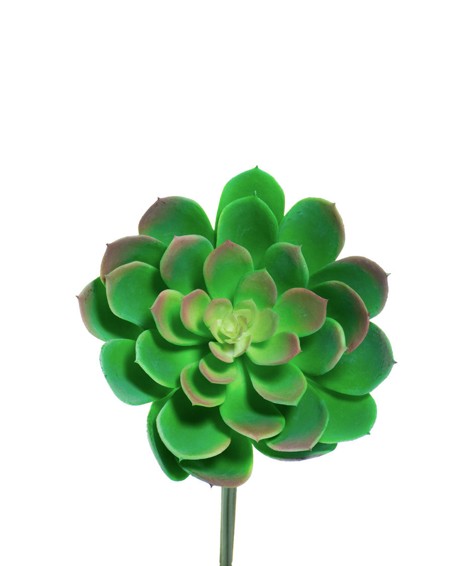 6" Large Echeveria Silk Flower Stem S4871-GRBU