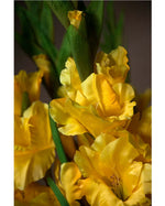 35" Gladiola Silk Flower Stem S4902