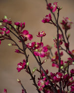 46" Silk Cherry Blossom Flower Stem S4966