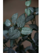 25" Mini Fittonia Artificial Foliage Spray S5070-GRCR