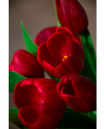 Faux Tulip Bundle S5097