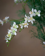 30" Mini Freesia Faux Flower Stem Spray S5099