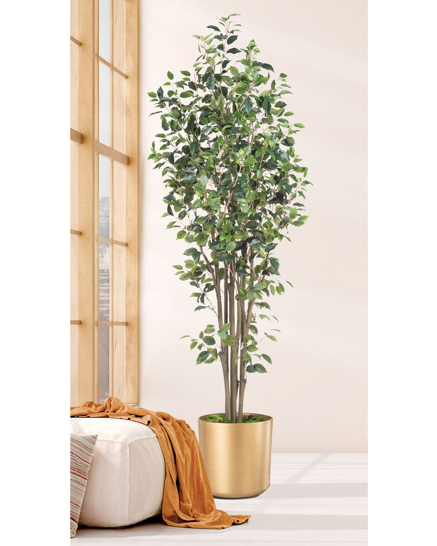 6' Greenhouse Silk Ficus Tree TRA220-06