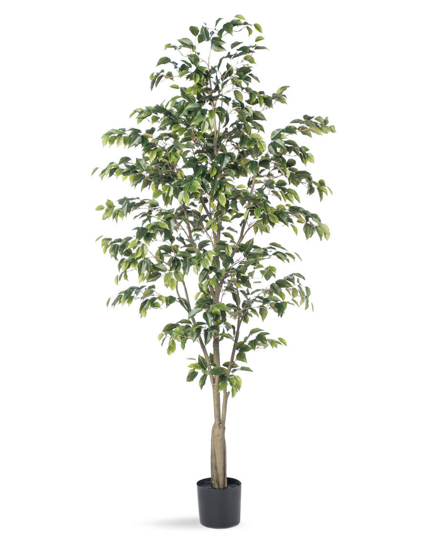 6' Ficus Benjamina Silk Tree TRA311-06