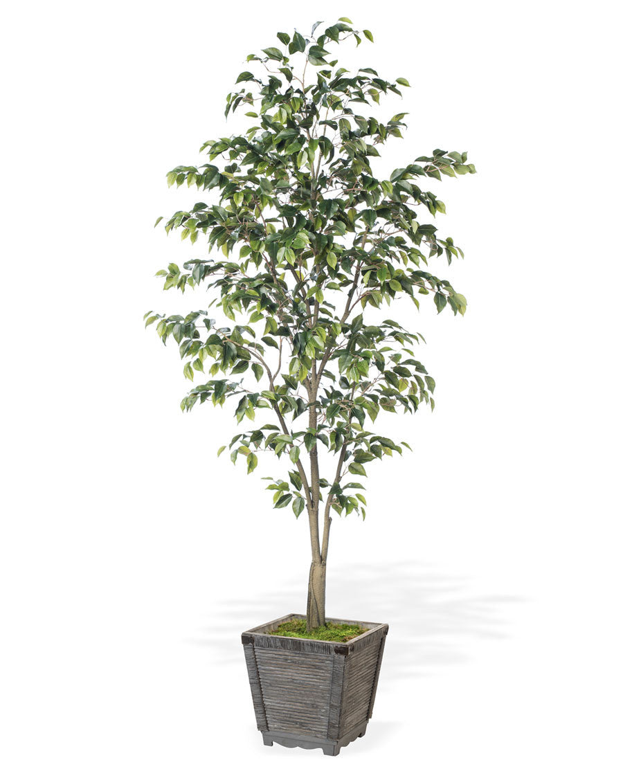 6' Ficus Benjamina Silk Tree TRA311-06