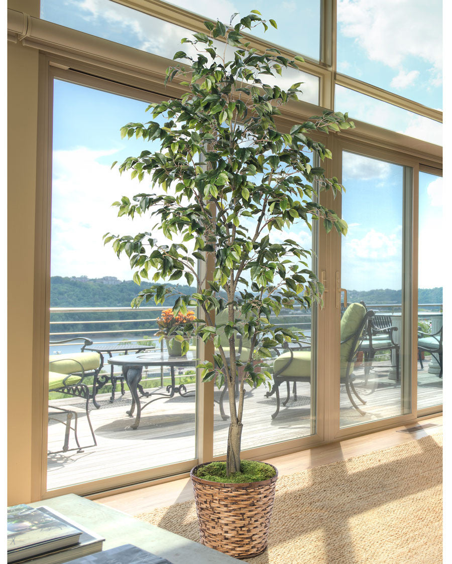 6' Ficus Benjamina Silk Tree TRA311-06