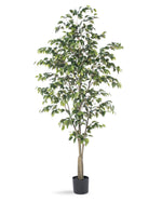 7' Ficus Benjamina Silk Tree TRA311-07