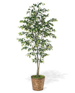 7' Ficus Benjamina Silk Tree TRA311-07