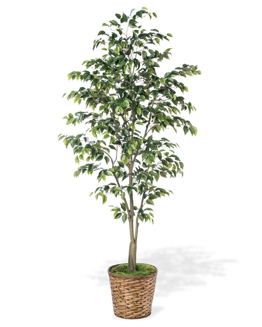 7' Ficus Benjamina Silk Tree TRA311-07