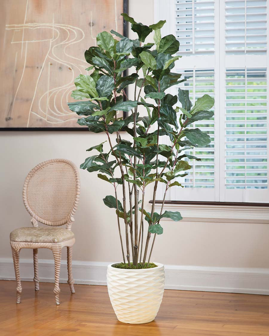 6' Fiddle Leaf Fig Silk Tree TRF295-06